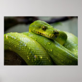 Python Poster | Zazzle