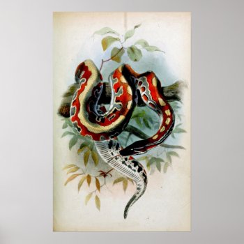 Python! Poster by TheWhippingPost at Zazzle