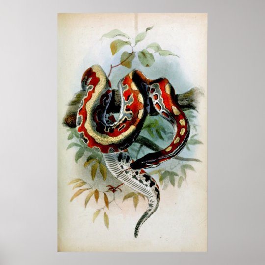 PYTHON! POSTER | Zazzle.com