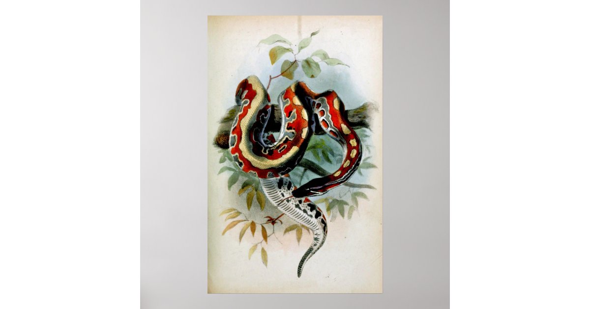 PYTHON! POSTER | Zazzle