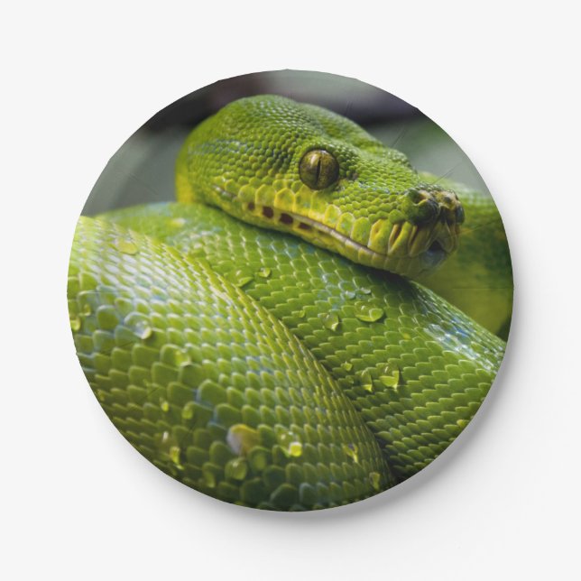 Python Snake Animal Paper Plates (Front)