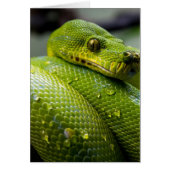 Python Snake Cards (Front)