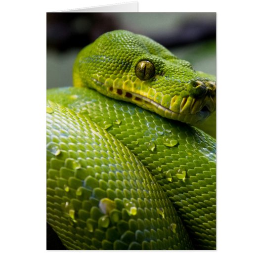 Python Snake Cards (Front)