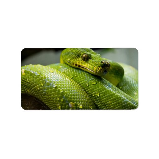 Python Snake Label | Zazzle