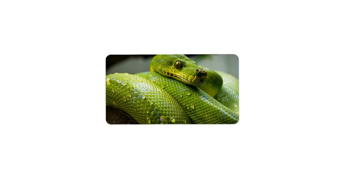 Python Snake Label | Zazzle