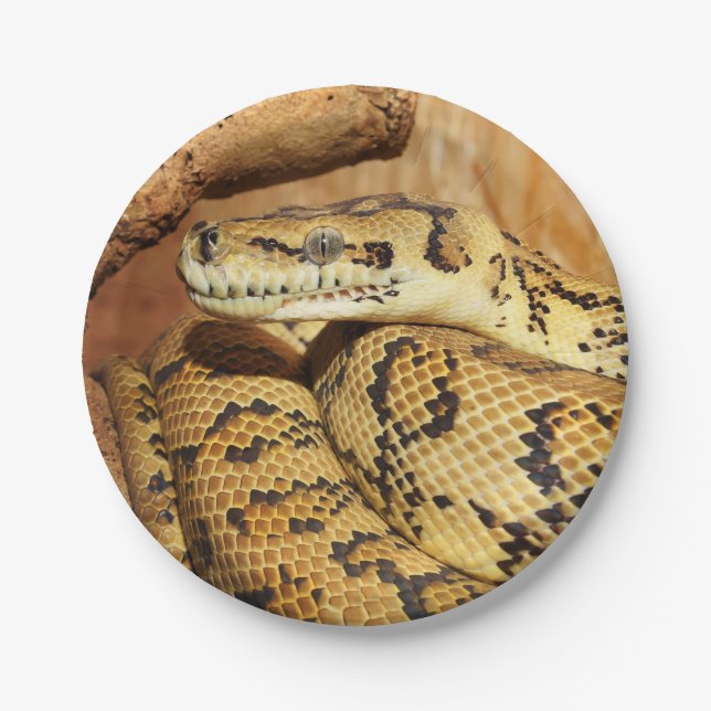 Python snake paper plates (Front)