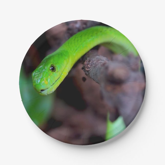 Python Snake Paper Plates (Front)