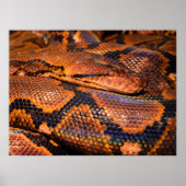 Python Snake Poster | Zazzle