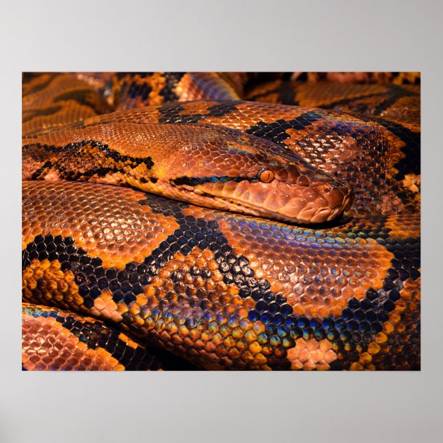 Python Snake Poster (Front)