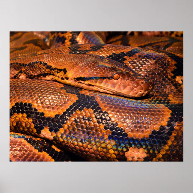 Python Snake Poster | Zazzle