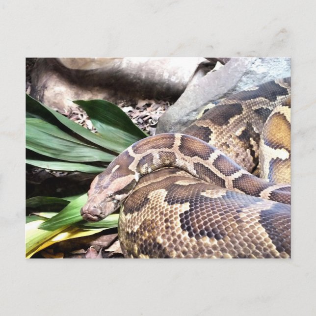 Python snake reptile postcard (Front)