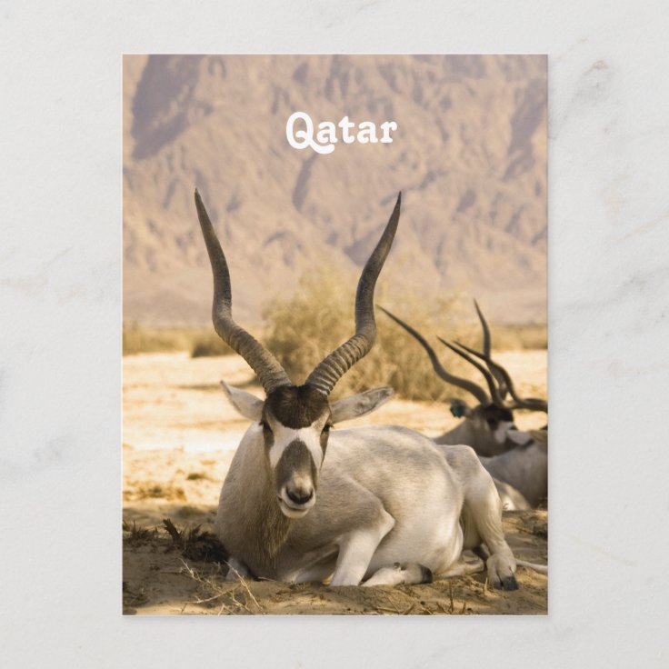 Qatar Postcard Zazzle