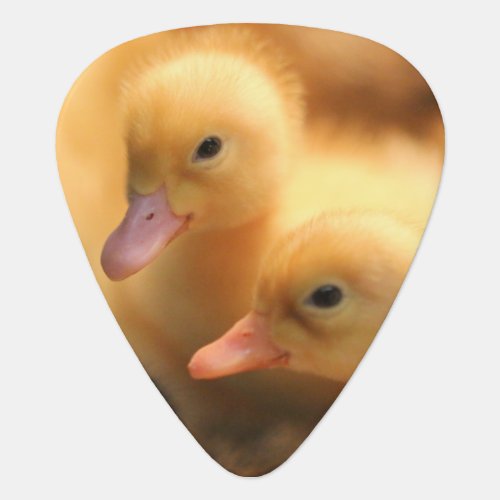 Quack Guitar Pick