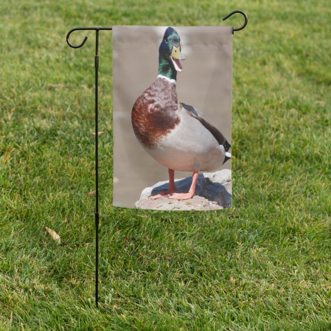 Quacking Mallard Duck Garden Flag (In SItu)
