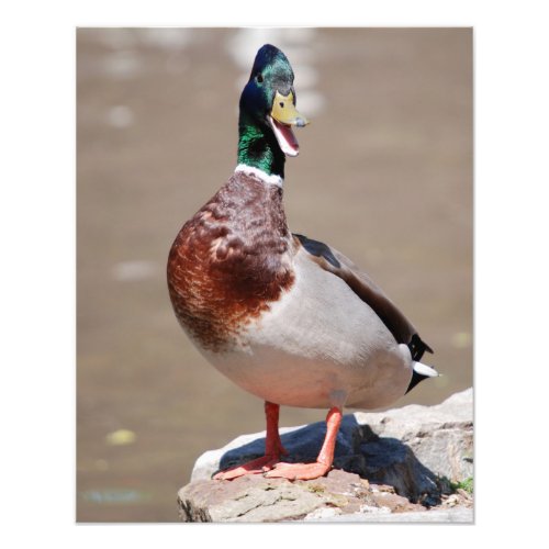 Quacking Mallard Duck Photo Print