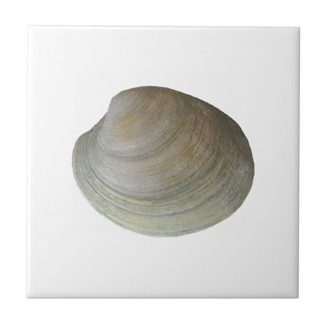 Quahog Clam (untitled) Ceramic Tile (Front)