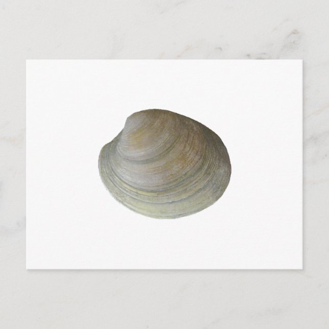 Quahog Clam (untitled) Postcard (Front)