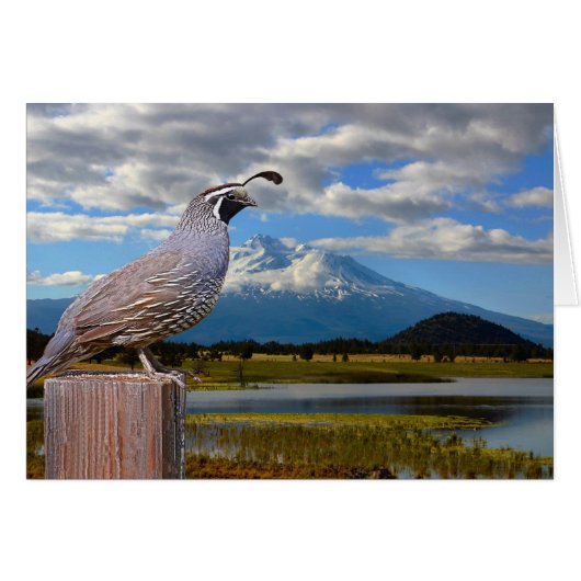QUAIL AND MT SHASTA CARDS (Front Horizontal)