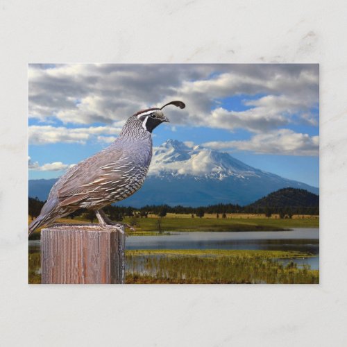 QUAIL AND MT SHASTA POSTCARD