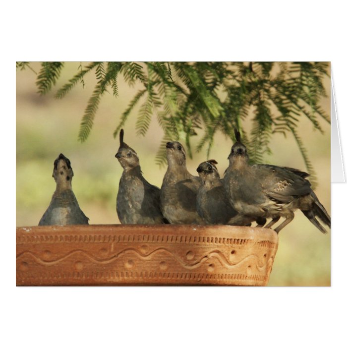 Quail Chicks Card