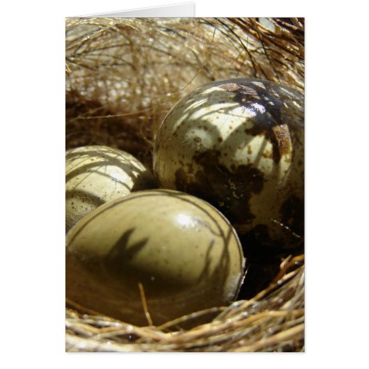 Quail Eggs Cards (Front)