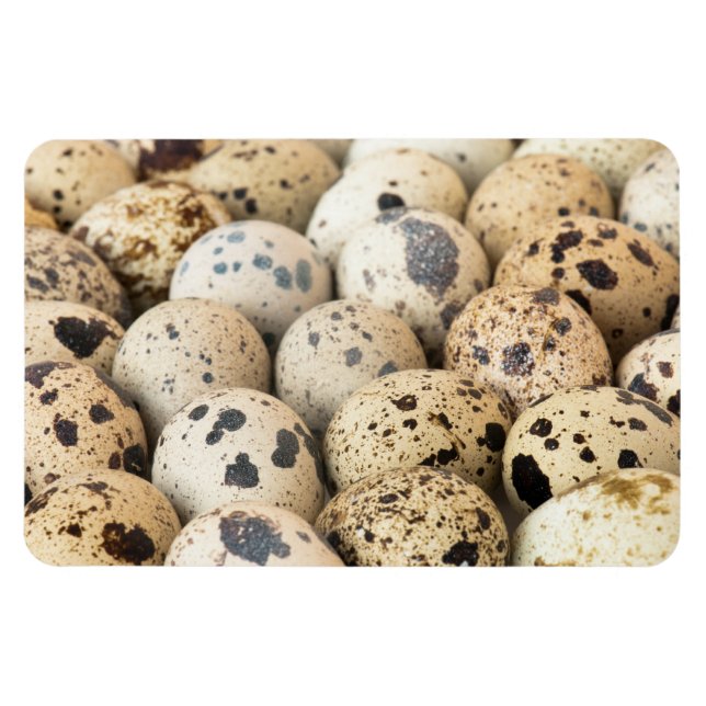Quail Eggs Magnet (Horizontal)