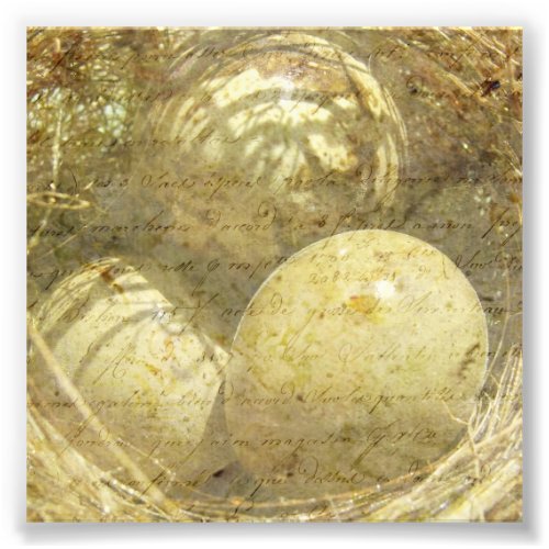 Quail Eggs Photo Print