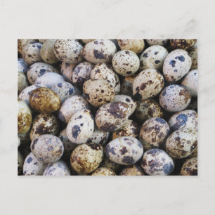 Quail Eggs Postcard