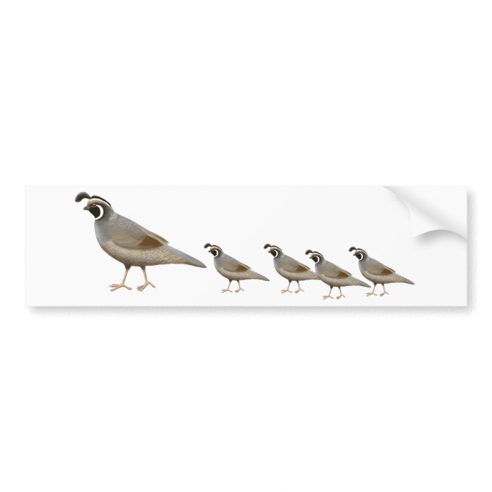 Quail Family Bumper Sticker