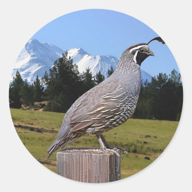 QUAIL ON DREAM POINT CLASSIC ROUND STICKER (Front)