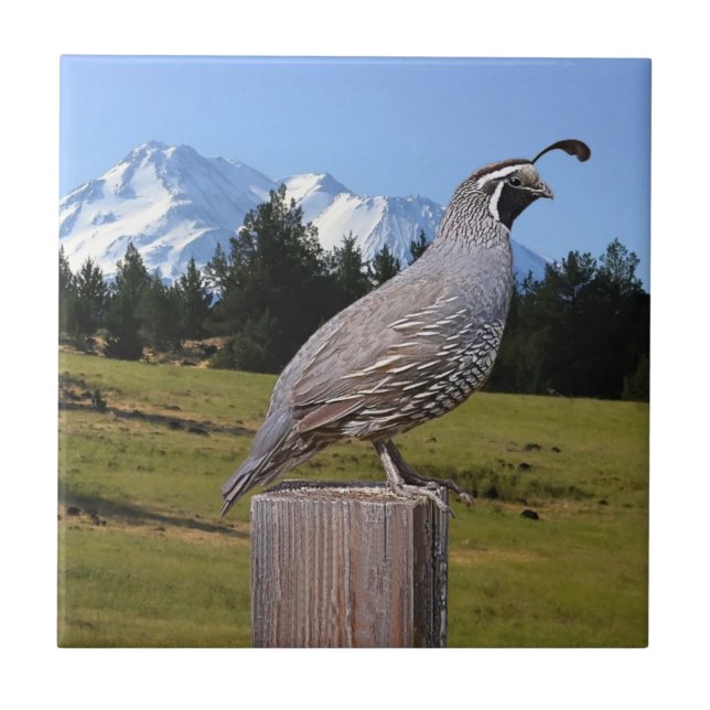 QUAIL ON DREAM POINT TILE (Front)