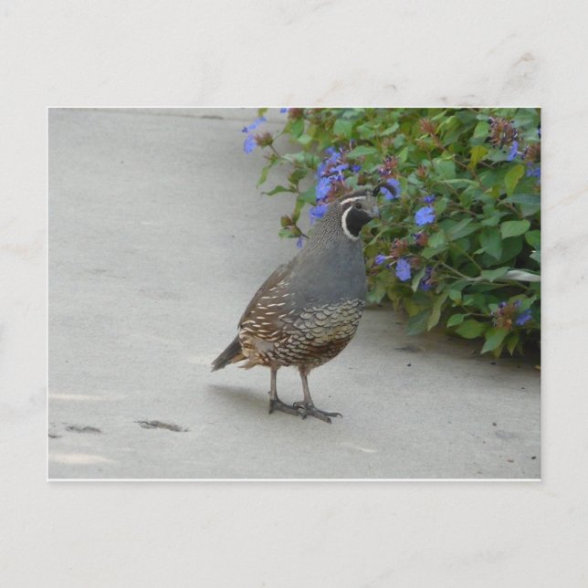 quail postcard (Front)