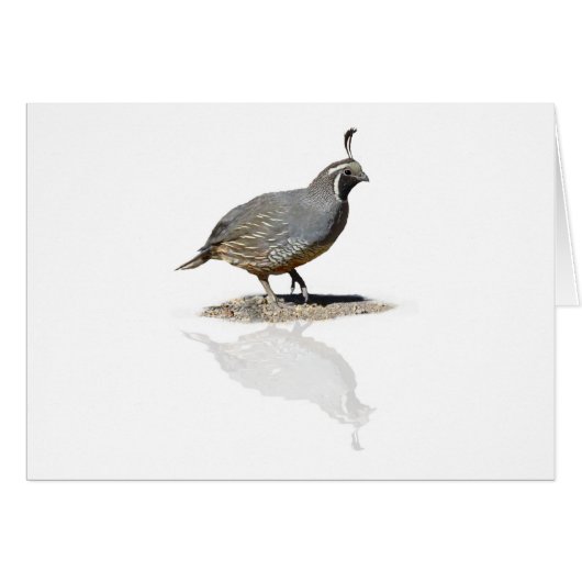 QUAIL REFLECTED CARDS (Front Horizontal)