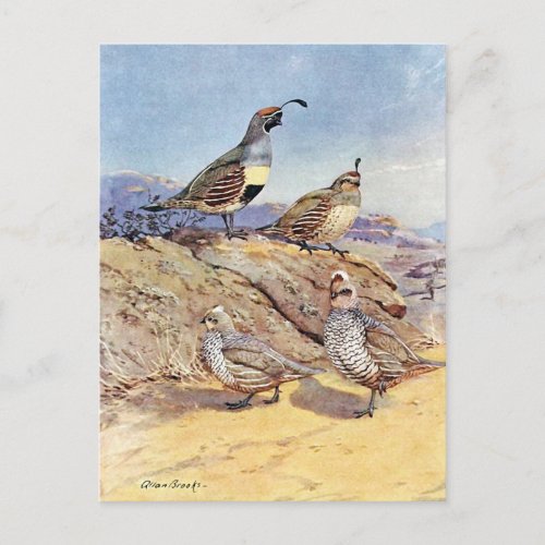 Quails by Allan Brooks Postcard