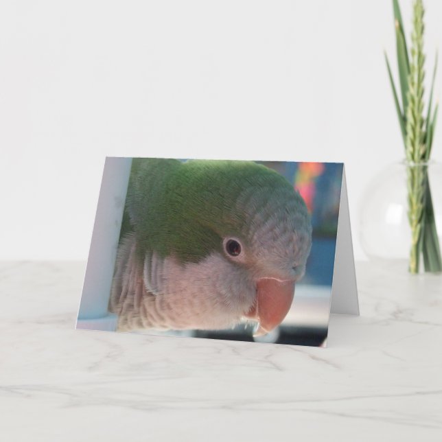 Quaker Parakeet Greeting Card (Front)