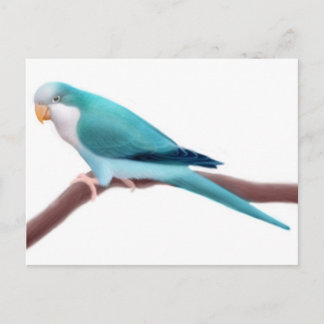 Quaker Parakeet Postcard