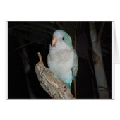quaker parrot (Front Horizontal)