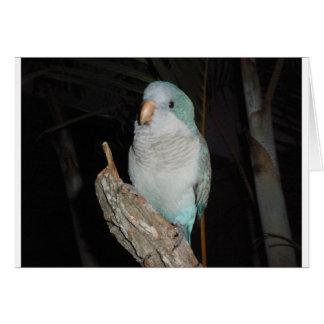 quaker parrot cards