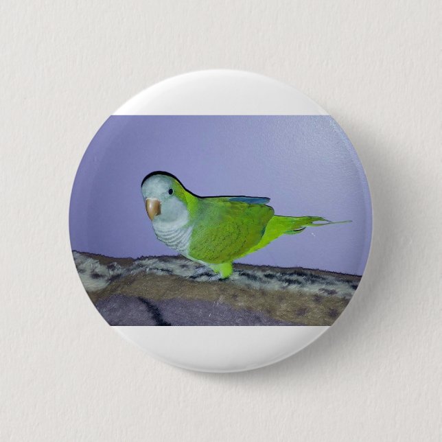 Quaker Parrot Pinback Button (Front)