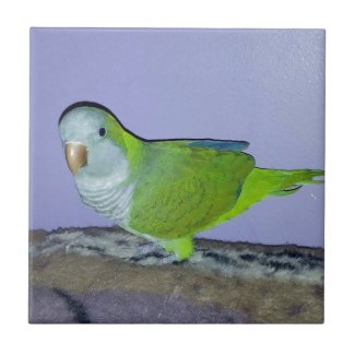 Quaker Parrot Tile