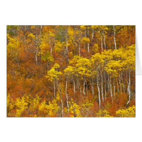 Quaking aspen grove in peak autumn color in 2