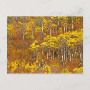 Quaking aspen grove in peak autumn color in 2 postcard