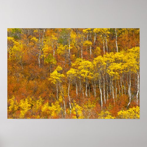 Quaking aspen grove in peak autumn color in 2 poster