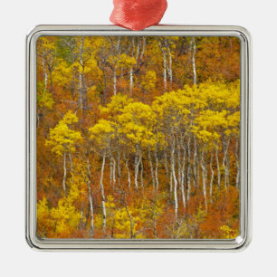 Quaking aspen grove in peak autumn color in metal ornament