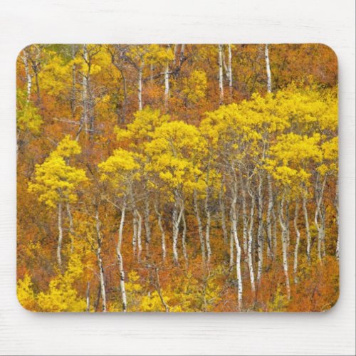 Quaking aspen grove in peak autumn color in mouse pad