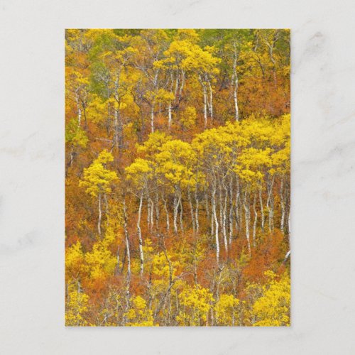 Quaking aspen grove in peak autumn color in postcard