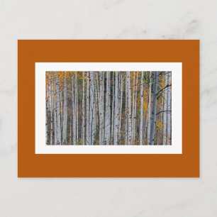 Quaking Aspen in Autumn Postcard