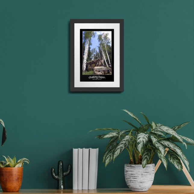 Quaking Aspen Trees Tower Over Unearthed Boulders Framed Art (Living Room 2)