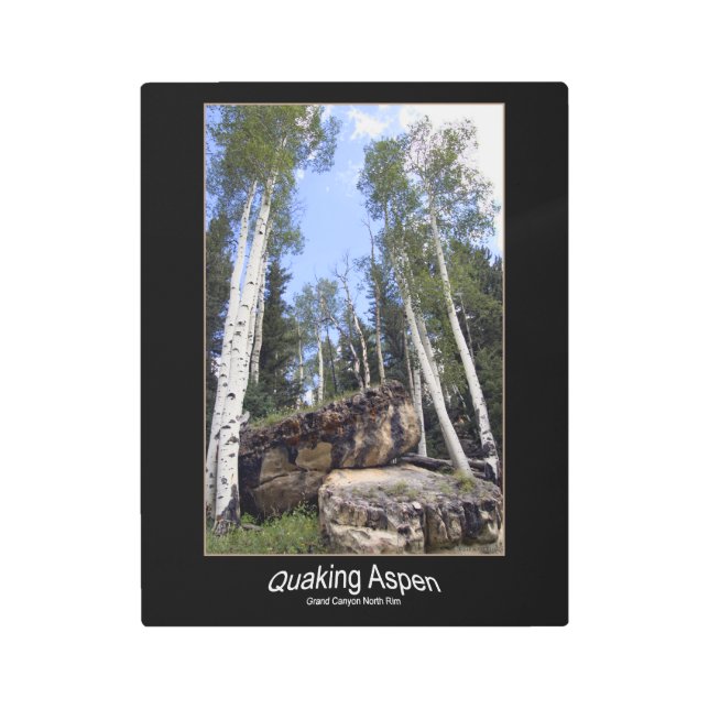 Quaking Aspen Trees Tower Over Unearthed Boulders Metal Print (Front)