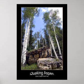 Quaking Aspen Trees Tower Over Unearthed Boulders Poster